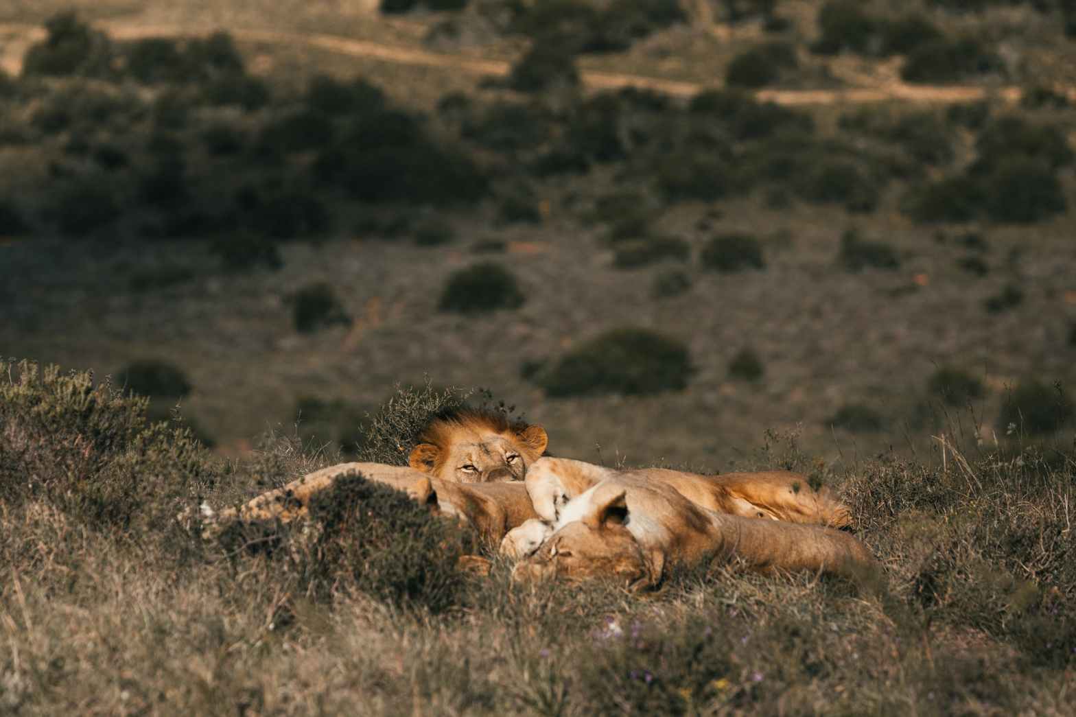 lion and lionesses resting on hill